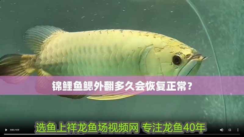 錦鯉魚(yú)鰓外翻多久會(huì)恢復(fù)正常？