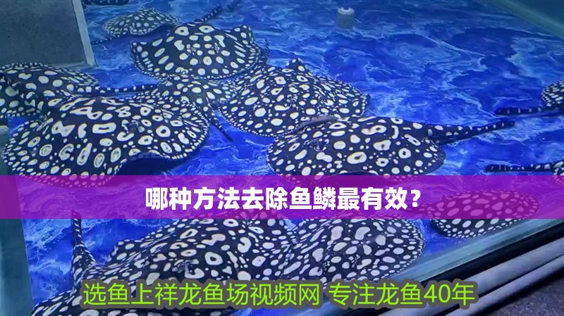 哪種方法去除魚鱗最有效？