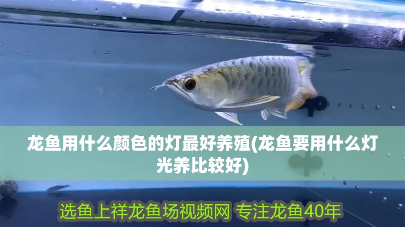 龍魚用什么顏色的燈最好養殖(龍魚要用什么燈光養比較好)