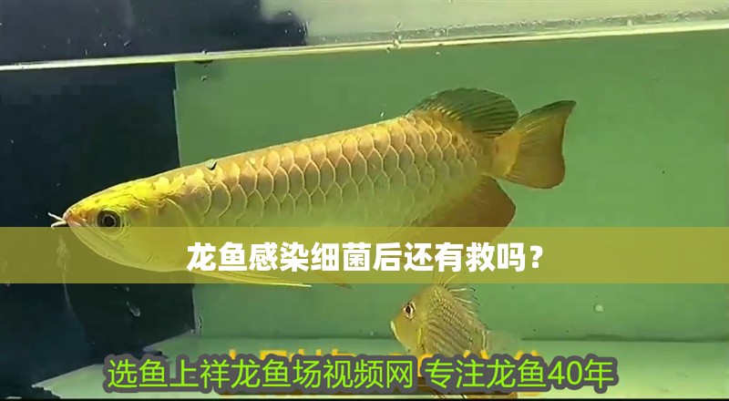 龍魚感染細菌后還有救嗎？