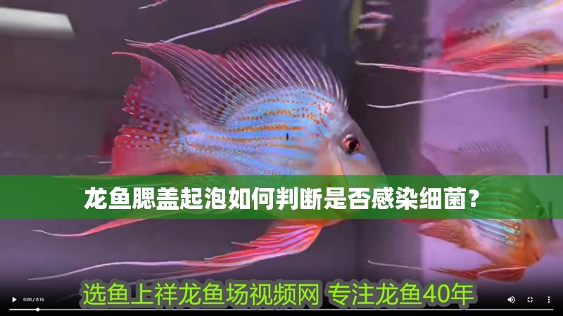 龍魚腮蓋起泡如何判斷是否感染細菌？