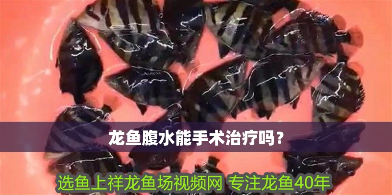 龍魚腹水能手術治療嗎？