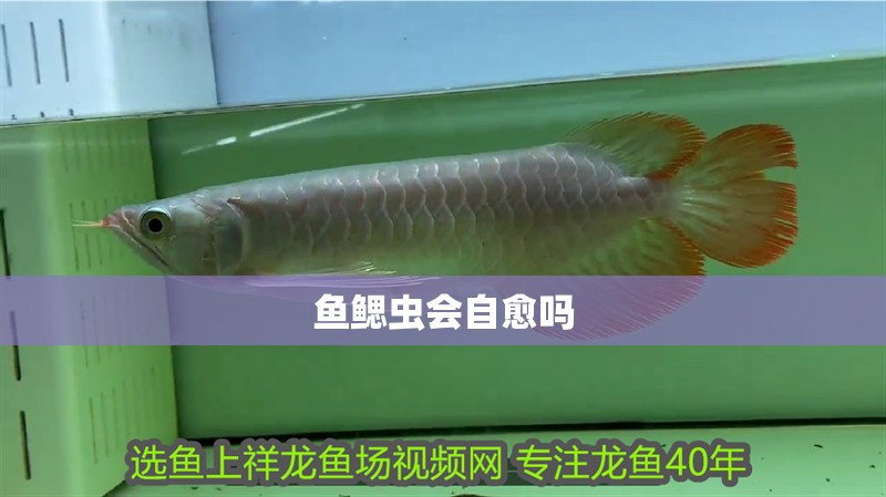 魚鰓蟲會自愈嗎