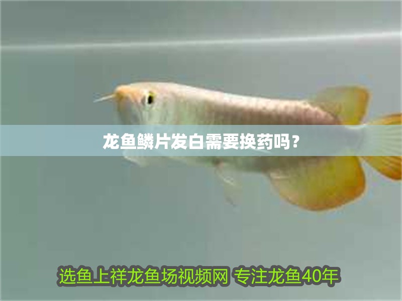 龍魚鱗片發白需要換藥嗎？