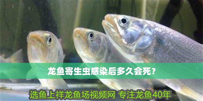 龍魚寄生蟲感染后多久會死？