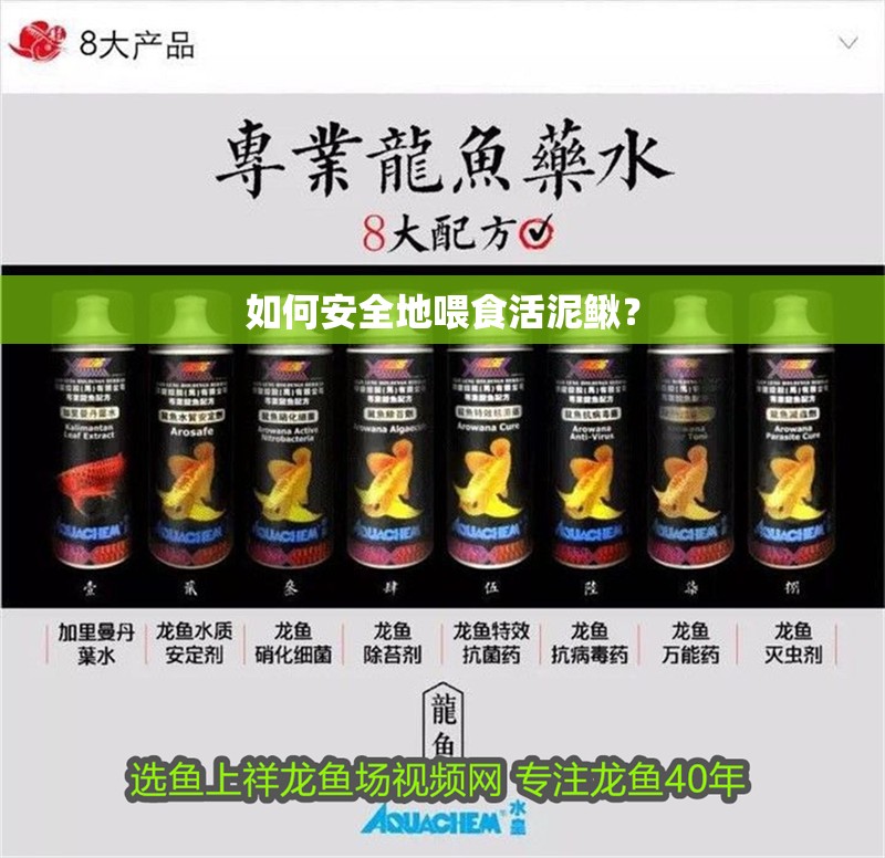 如何安全地喂食活泥鰍？