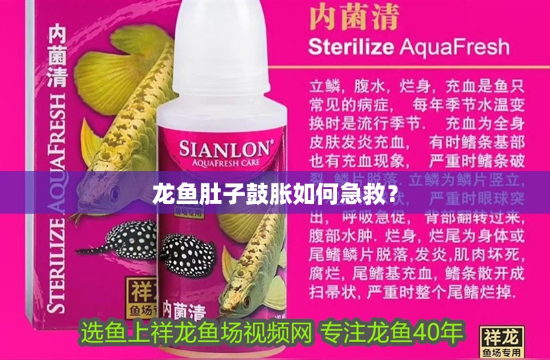 龍魚肚子鼓脹如何急救？