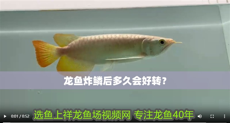 龍魚(yú)炸鱗后多久會(huì)好轉(zhuǎn)？