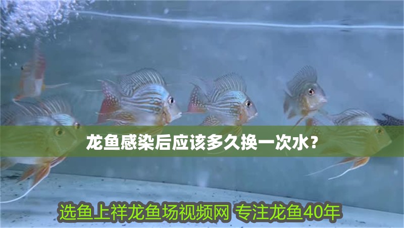 龍魚感染后應該多久換一次水？