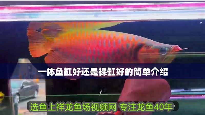 一體魚缸好還是裸缸好的簡單介紹