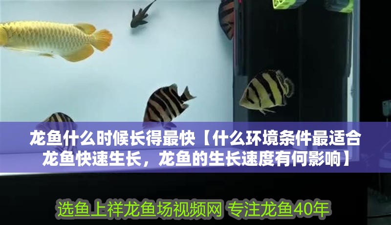 龍魚什么時(shí)候長(zhǎng)得最快【什么環(huán)境條件最適合龍魚快速生長(zhǎng)，龍魚的生長(zhǎng)速度有何影響】
