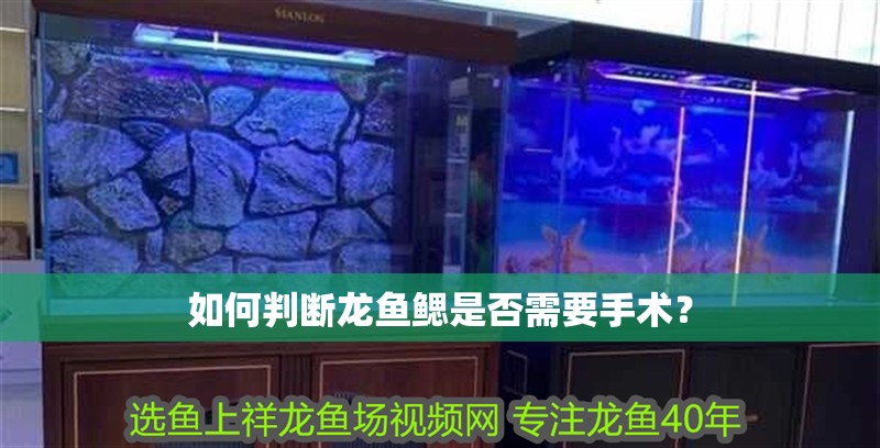 如何判斷龍魚鰓是否需要手術(shù)？