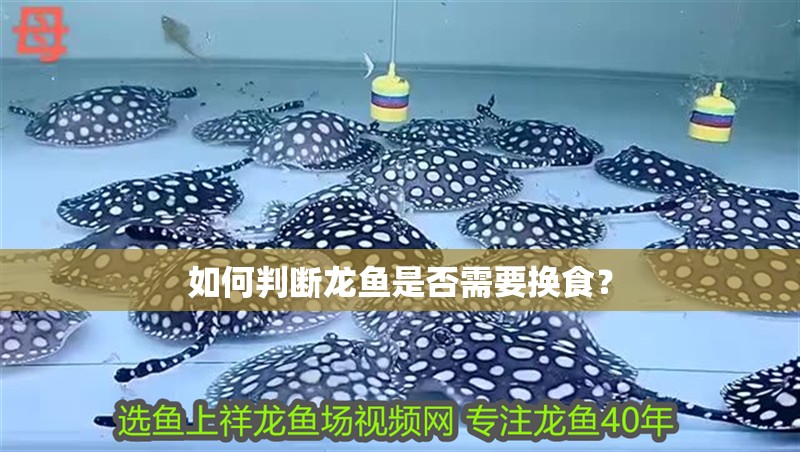 如何判斷龍魚是否需要換食？