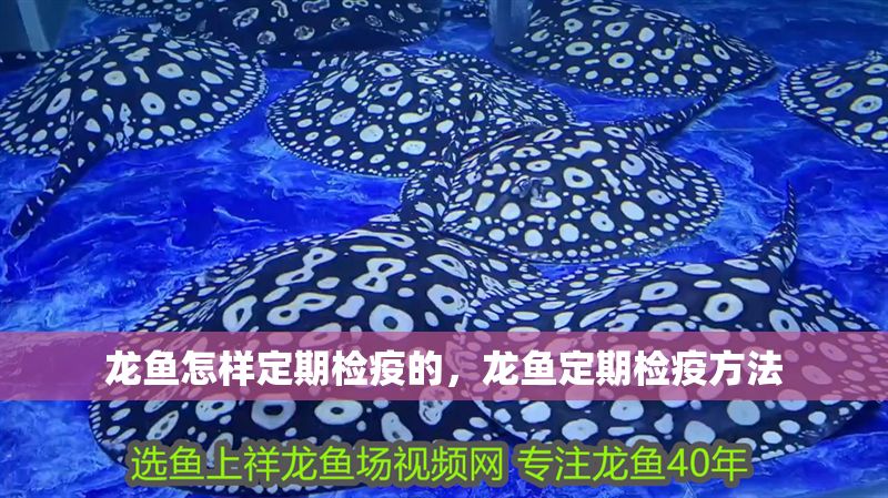 龍魚怎樣定期檢疫的，龍魚定期檢疫方法