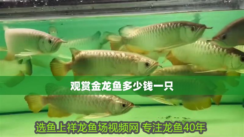 觀賞金龍魚多少錢一只