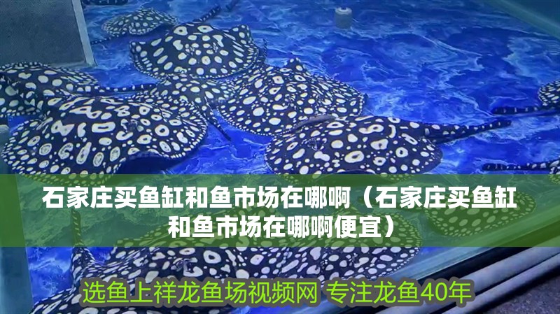石家莊買魚缸和魚市場在哪啊（石家莊買魚缸和魚市場在哪啊便宜）