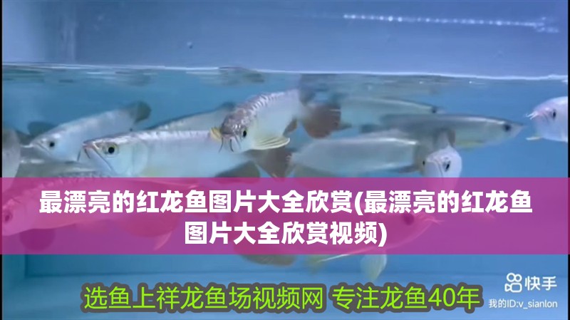 最漂亮的紅龍魚圖片大全欣賞(最漂亮的紅龍魚圖片大全欣賞視頻)