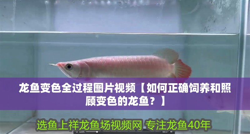 龍魚變色全過程圖片視頻【如何正確飼養和照顧變色的龍魚？】