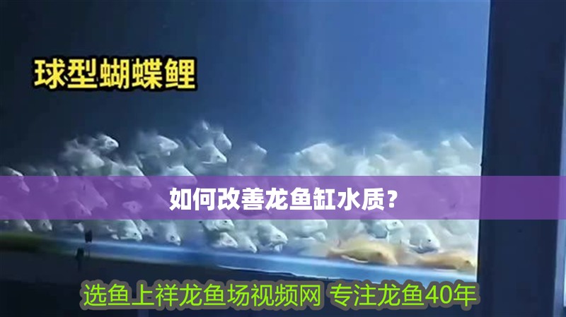 如何改善龍魚缸水質？