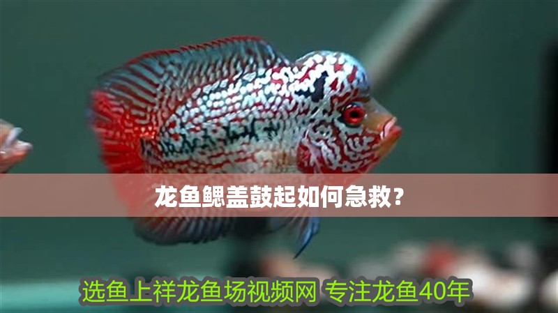 龍魚鰓蓋鼓起如何急救？