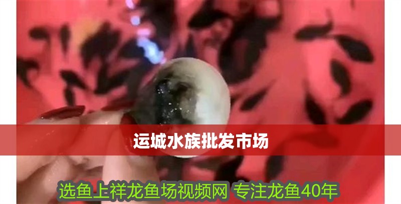 運城水族批發(fā)市場