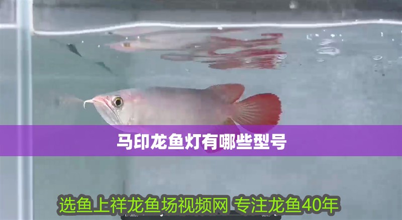 馬印龍魚燈有哪些型號