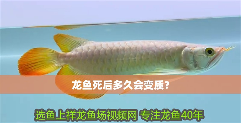 龍魚死后多久會變質？ 龍魚死后多久會變質？ 龍魚百科