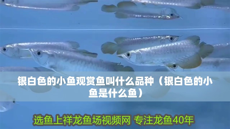 銀白色的小魚觀賞魚叫什么品種（銀白色的小魚是什么魚）