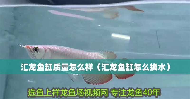 匯龍魚缸質量怎么樣（匯龍魚缸怎么換水）