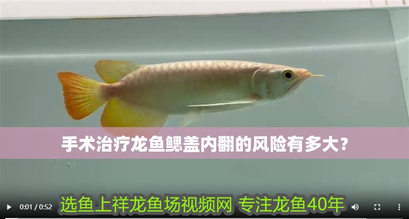 手術治療龍魚鰓蓋內翻的風險有多大？