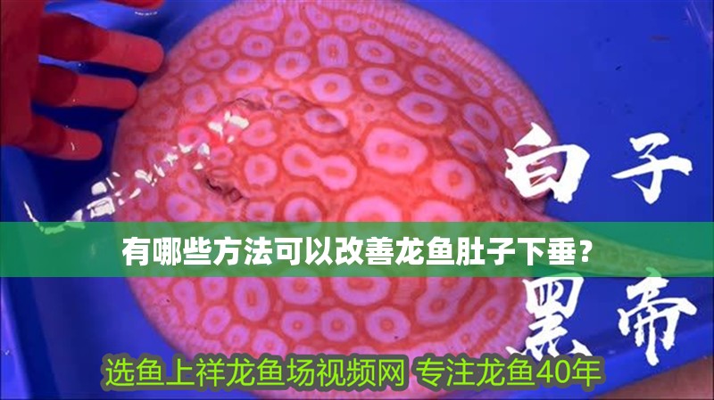 有哪些方法可以改善龍魚肚子下垂？