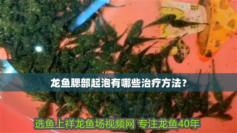 龍魚腮部起泡有哪些治療方法？