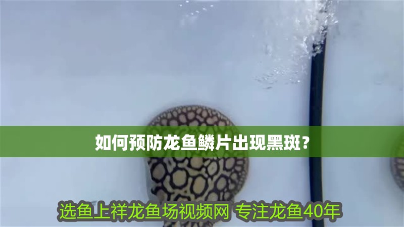 如何預防龍魚鱗片出現黑斑？