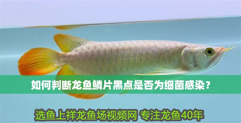 如何判斷龍魚鱗片黑點是否為細菌感染？ 如何判斷龍魚鱗片黑點是否為細菌感染？ 龍魚百科