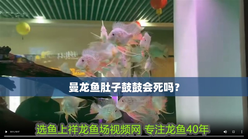 曼龍魚肚子鼓鼓會死嗎？