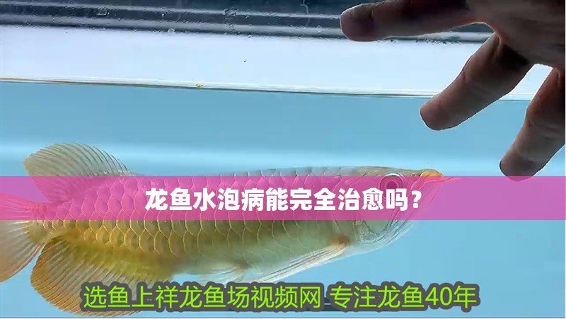龍魚水泡病能完全治愈嗎？