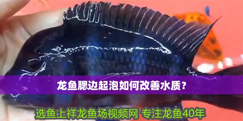 龍魚腮邊起泡如何改善水質？