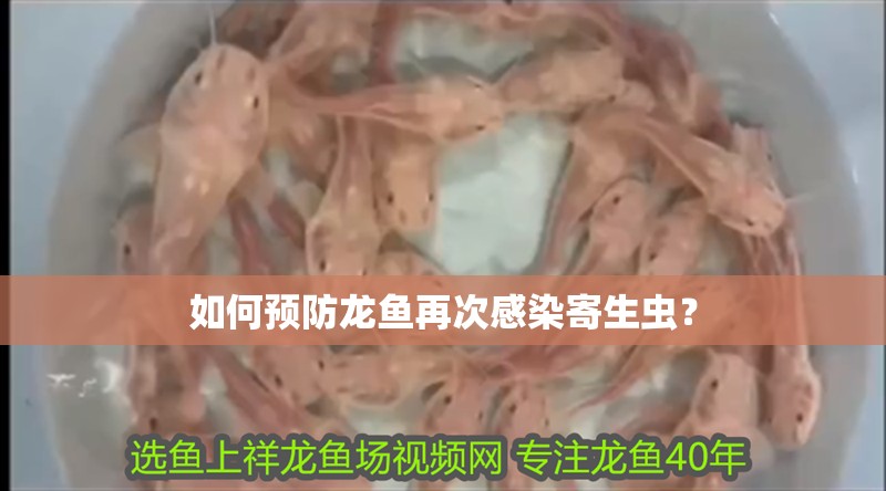 如何預防龍魚再次感染寄生蟲？