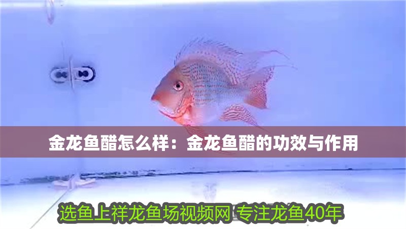 金龍魚醋怎么樣：金龍魚醋的功效與作用