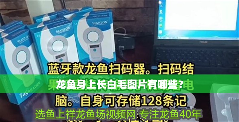 龍魚身上長白毛圖片有哪些？