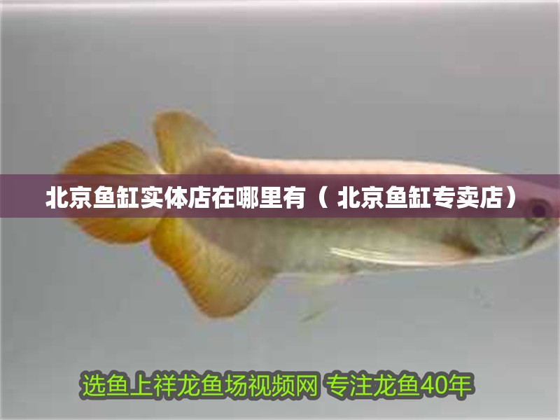 北京魚缸實體店在哪里有（ 北京魚缸專賣店）