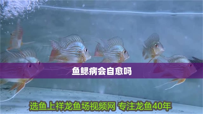 魚鰓病會(huì)自愈嗎 魚鰓病會(huì)自愈嗎 龍魚百科