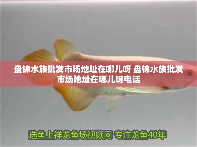 盤錦水族批發市場地址在哪兒呀 盤錦水族批發市場地址在哪兒呀電話 盤錦水族批發市場地址在哪兒呀 盤錦水族批發市場地址在哪兒呀電話 觀賞魚百科