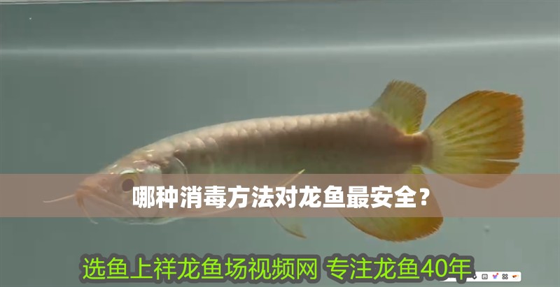 哪種消毒方法對龍魚最安全？