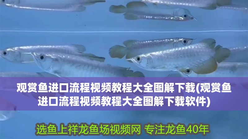 觀賞魚進(jìn)口流程視頻教程大全圖解下載(觀賞魚進(jìn)口流程視頻教程大全圖解下載軟件)