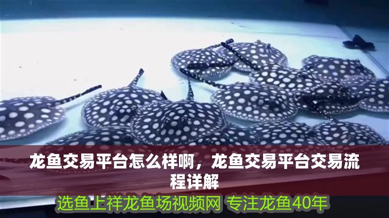 龍魚交易平臺怎么樣啊，龍魚交易平臺交易流程詳解