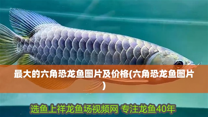 最大的六角恐龍魚圖片及價格(六角恐龍魚圖片)