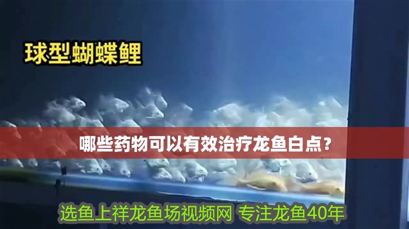 哪些藥物可以有效治療龍魚白點？
