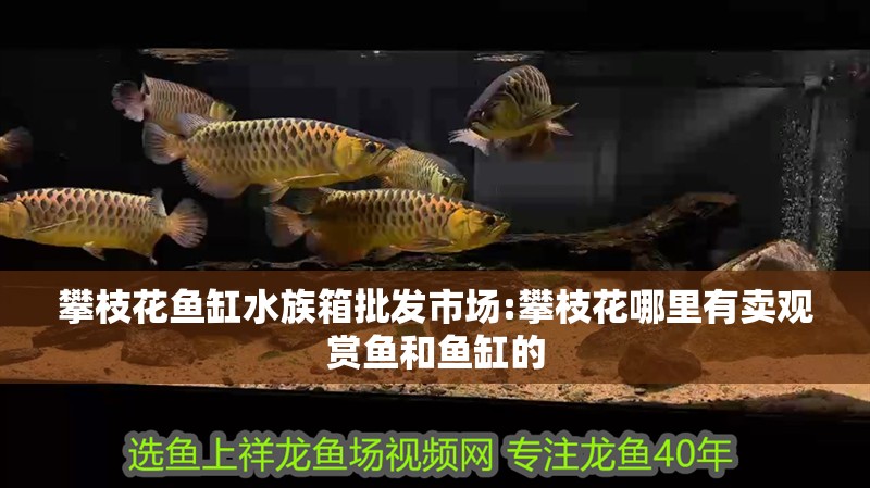攀枝花魚缸水族箱批發市場:攀枝花哪里有賣觀賞魚和魚缸的