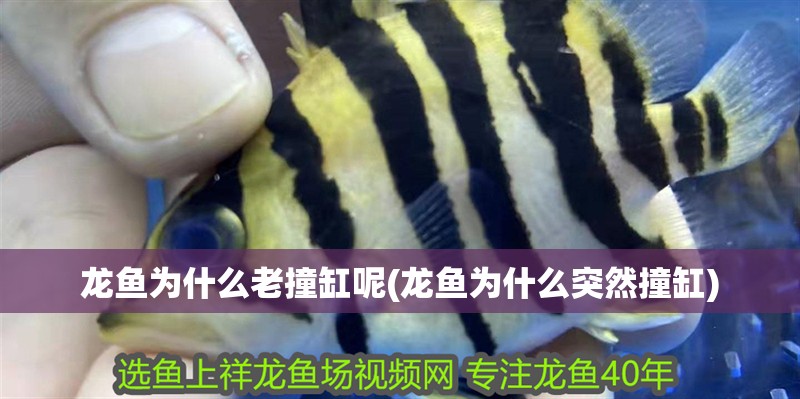 龍魚為什么老撞缸呢(龍魚為什么突然撞缸)